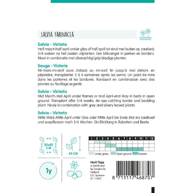 HT Salvia, Siersalie Victoria donkerblauw