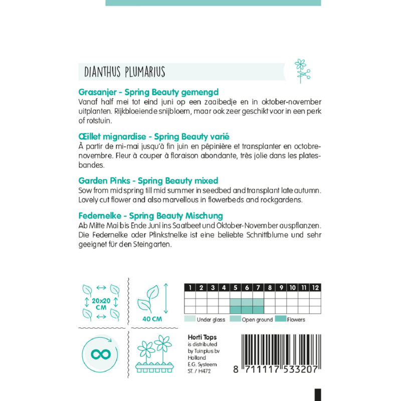 HT Dianthus, Grasanjer Spring Beauty