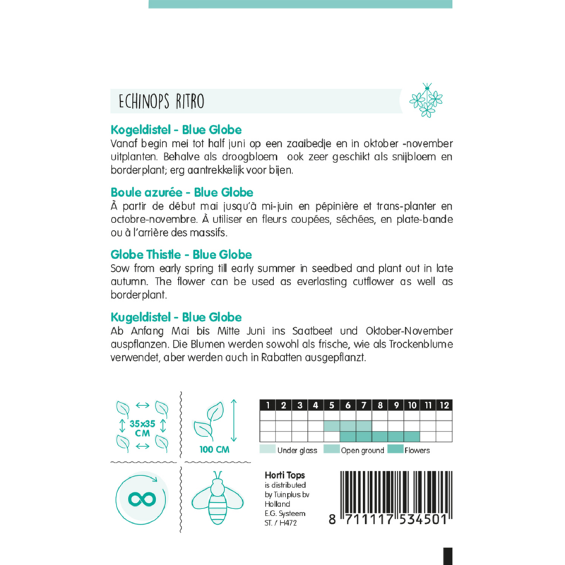 Horti Tops® Echinops Ritro / Blue Globe Thistle