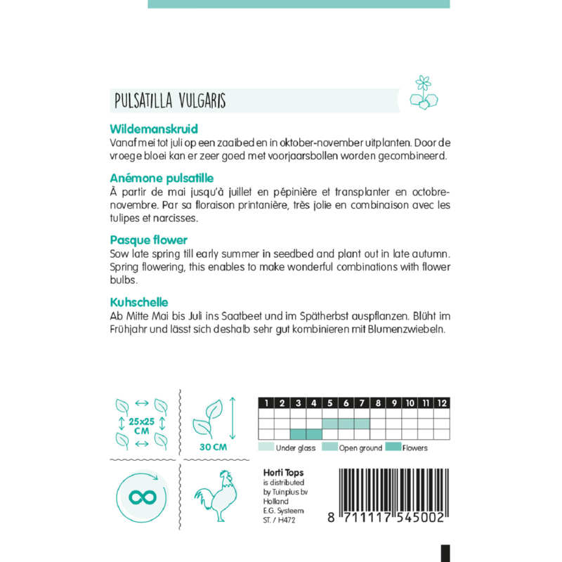 Horti Tops® Pulsatilla vulgaris Violet-Blue