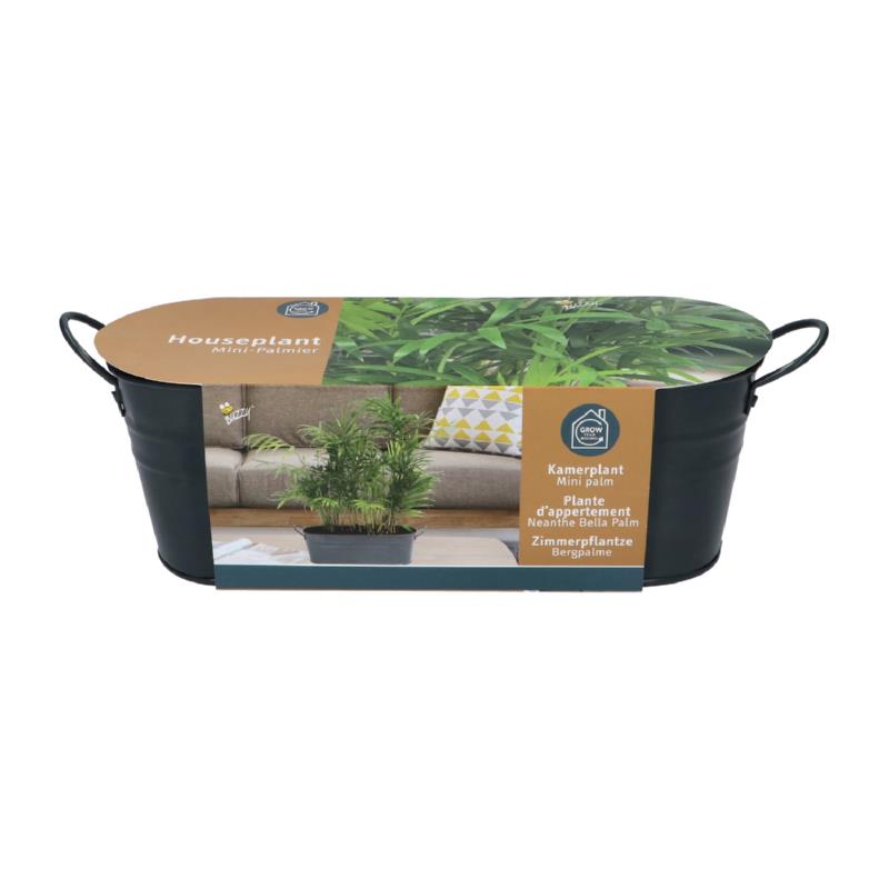 Buzzy® Antraciet Najaars Teiltje Chameodora, Minipalm