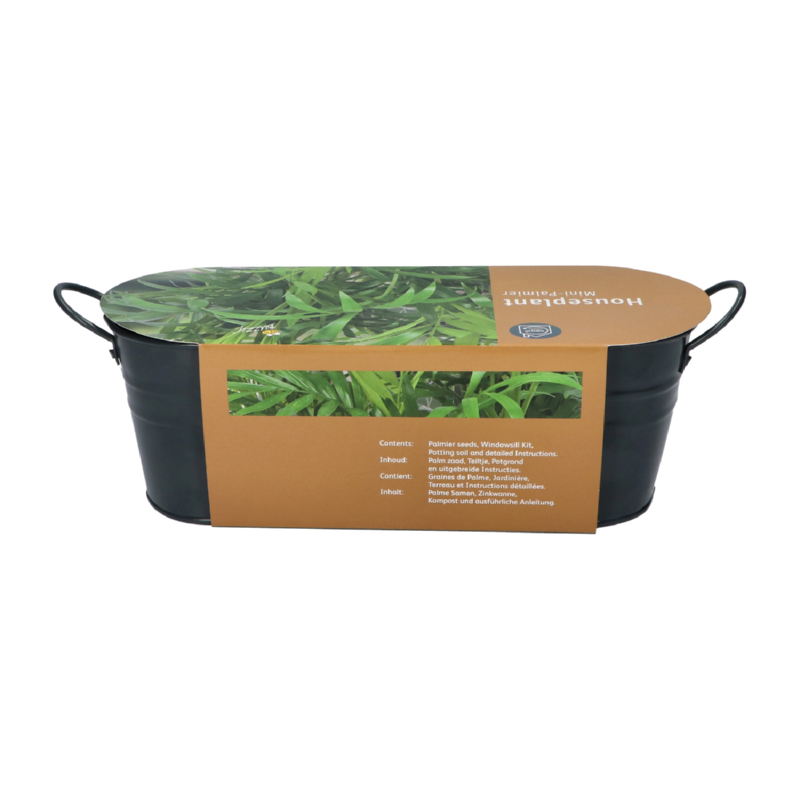 Buzzy® Antraciet Najaars Teiltje Chameodora, Minipalm