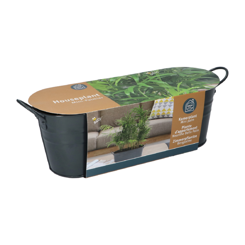 Buzzy® Antraciet Najaars Teiltje Chameodora, Minipalm