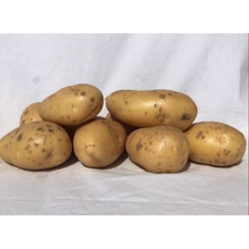 Seed Potatoes Berber 1 Kg