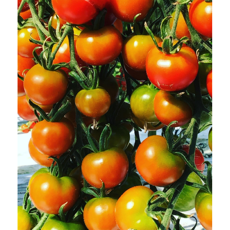 Buzzy® Balkontomaat Maja