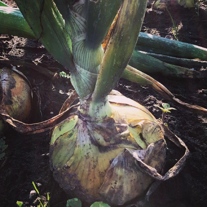 Buzzy® Onion Rijnsburger 5