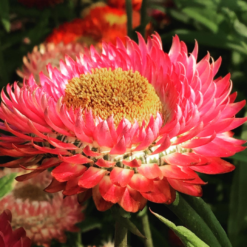 Buzzy® Helichrysum, lage Strobloem Tom Thumb