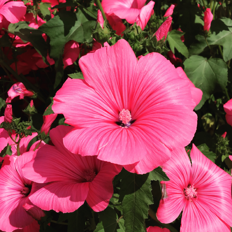 Buzzy® Lavatera, Bekermalva Roze/Rood