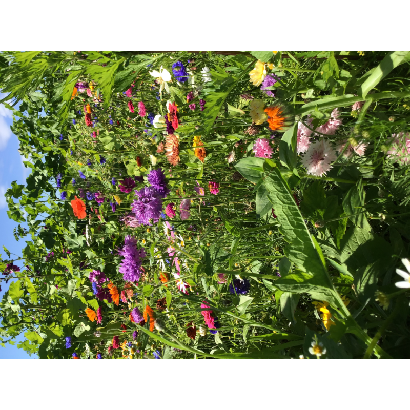 Buzzy® Summerflowers annual Mixed