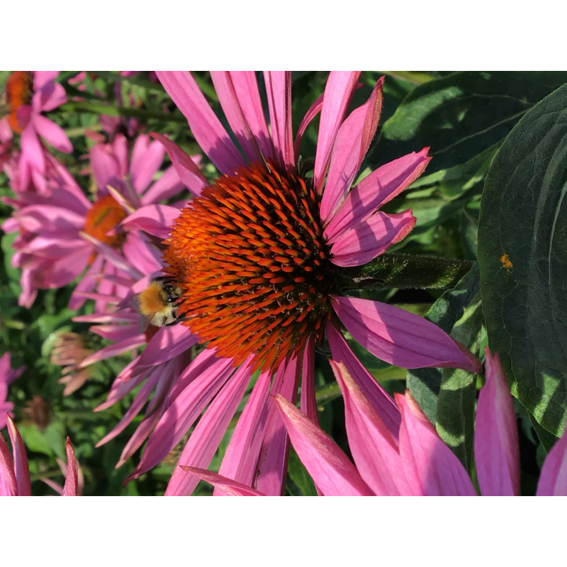 Buzzy® Echinacea, Rode Zonnehoed