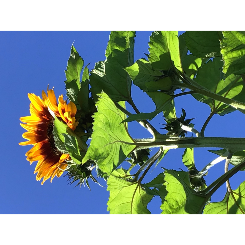 Buzzy® Sunny Flowers, Sunflower Ring of Fire