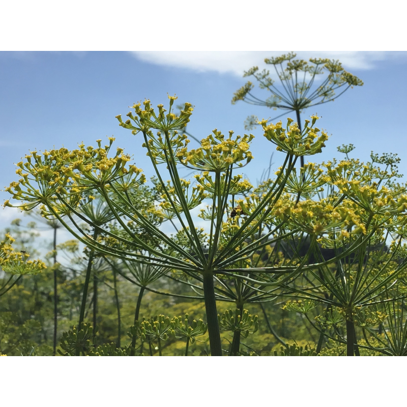 Buzzy® Seed Pads Dill 4x 8cm