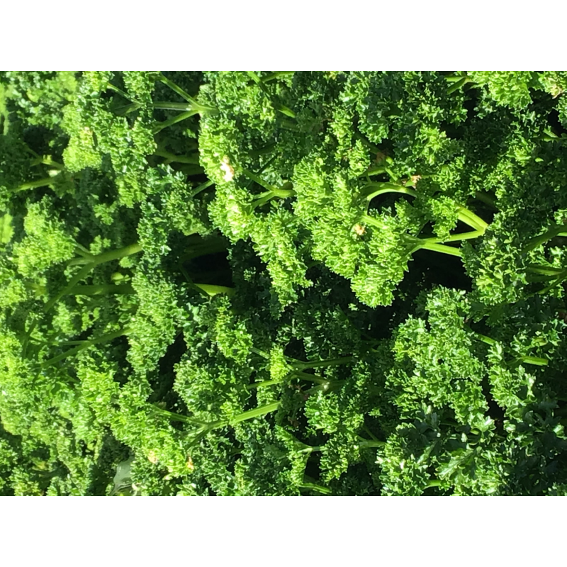Horti Tops® Parsley Bravour, Moss Curled
