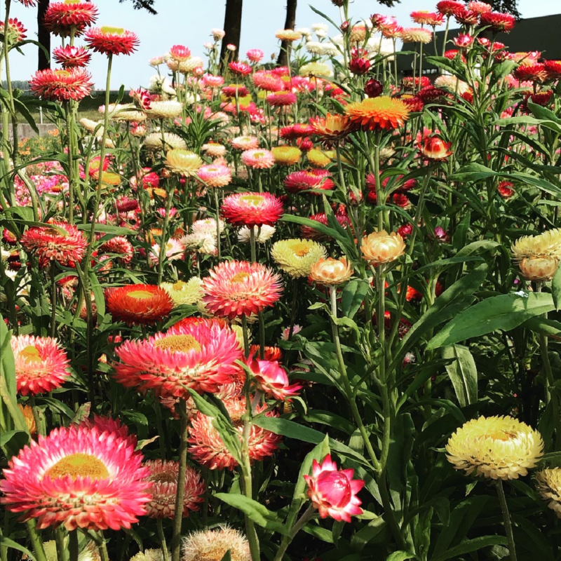 Horti Tops® Helichrysum Bract. Tom Thumb (Laurin) Mixed