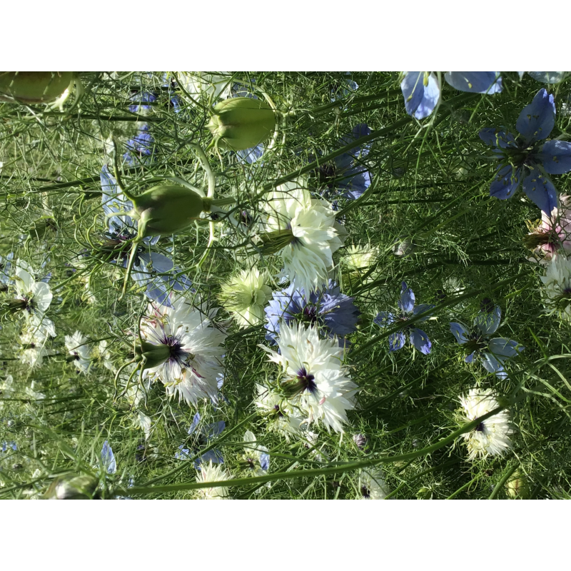 Horti Tops® Nigella Damascena Persian Jewels Mixed