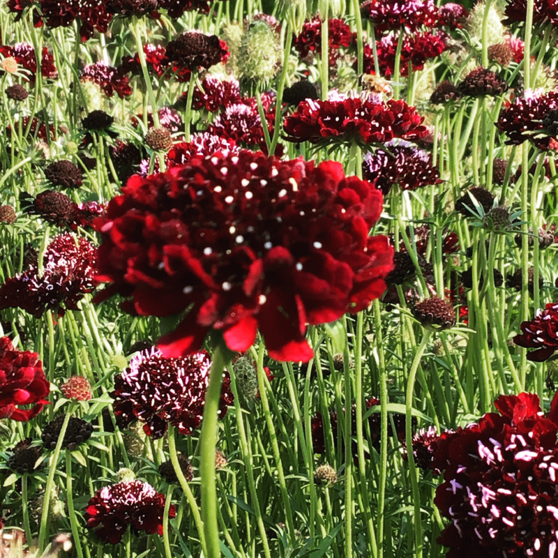 Horti Tops® Scabiosa Deeppurple