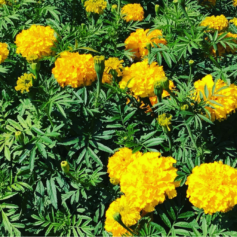 Horti Tops® Tagetes Erecta Dwarf Double Golden Age