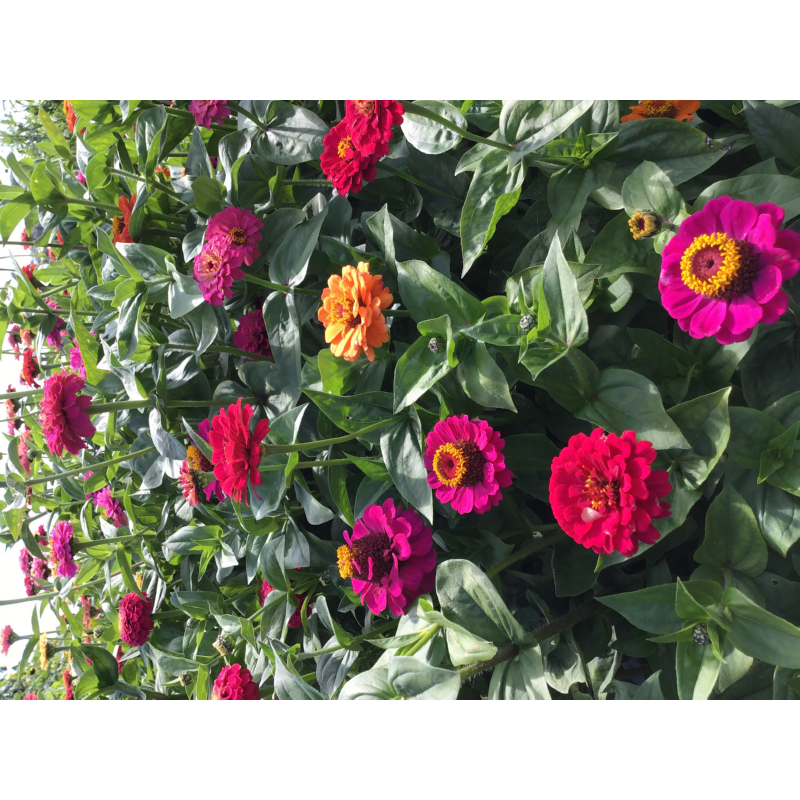 Oranjeband® Zinnia Elegans Dahlia Flowered Double Mixed