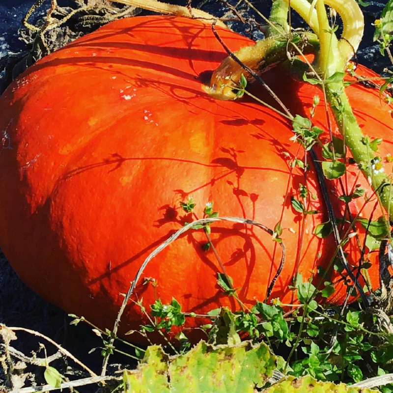 Buzzy® Organic Pompoen Rode van Etampes (BIO)