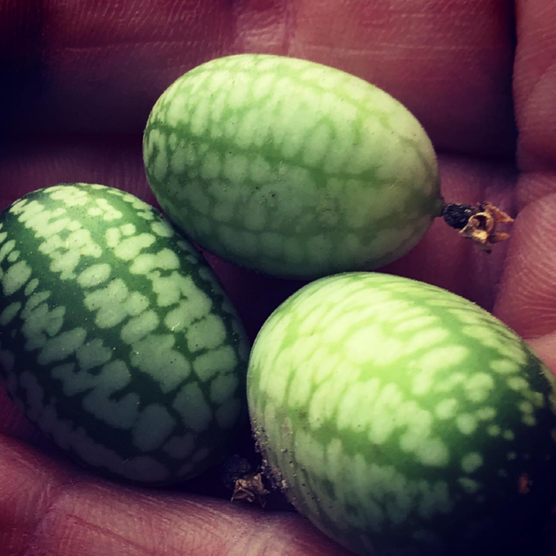 Buzzy® Mouse melon, Cucamelon