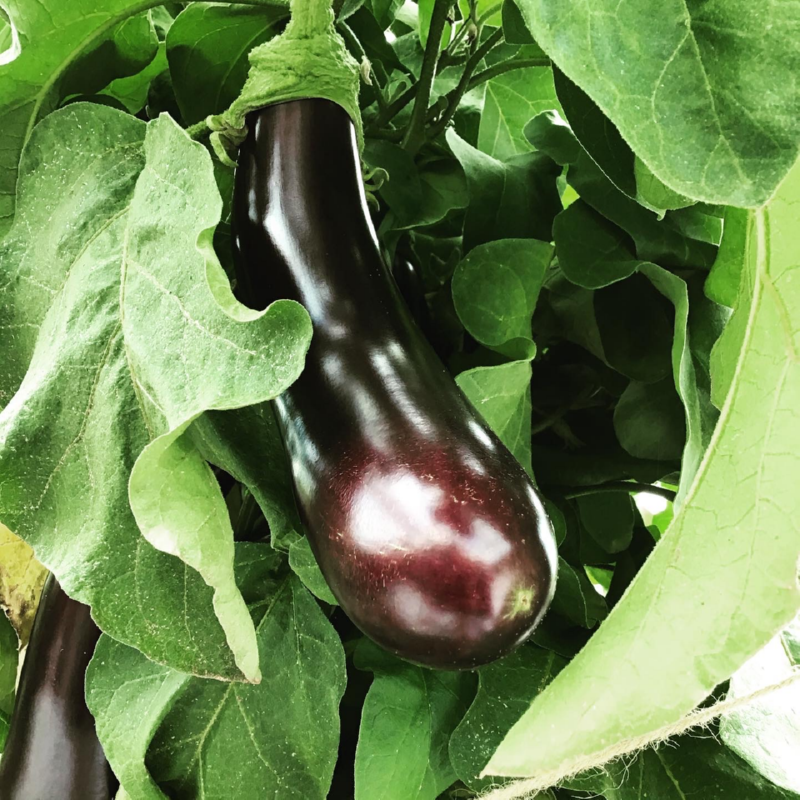 Oranjeband® Eggplant Halflong Purple