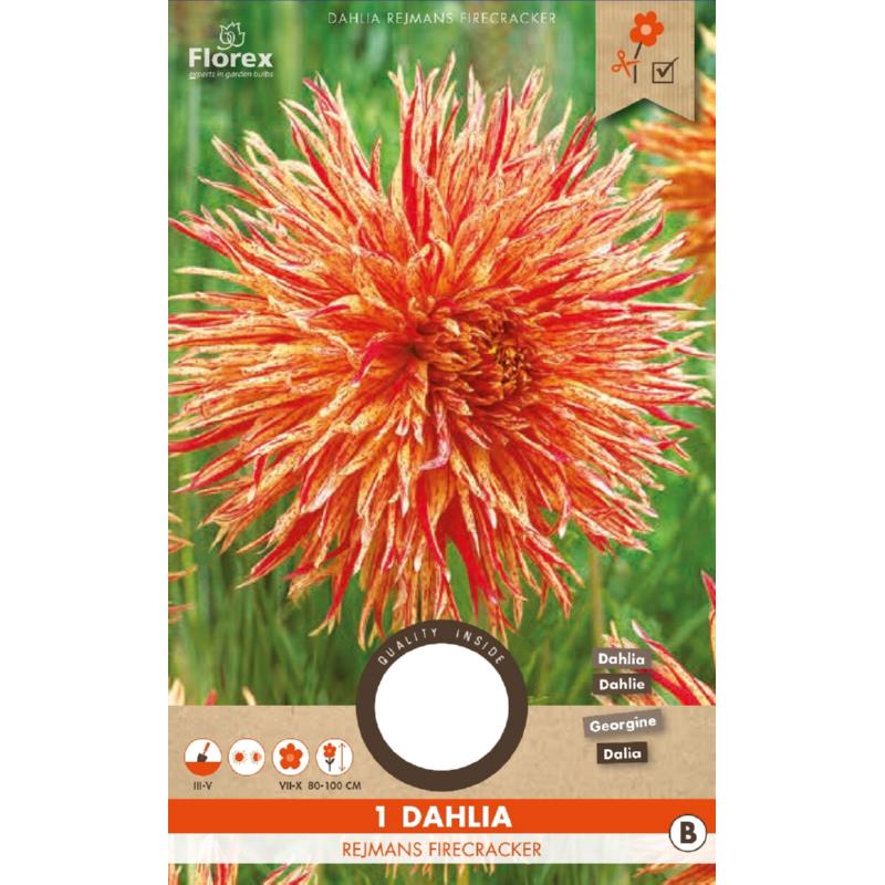 Dahlia Rejmans Firecracker I