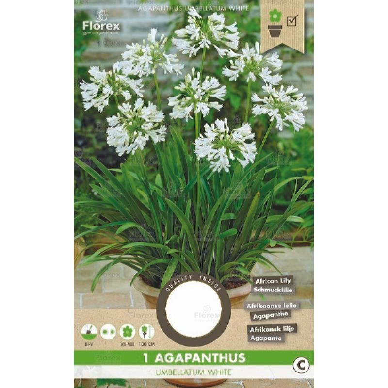 Agapanthus Umbelatum White 1pc.