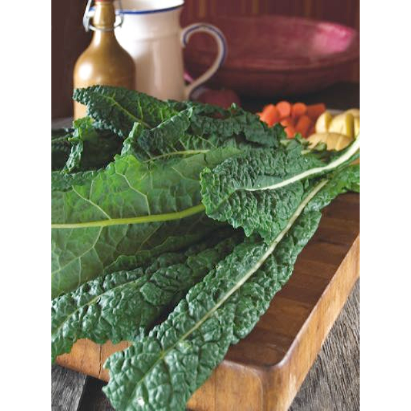 Buzzy® Palmkool Nero di Toscana