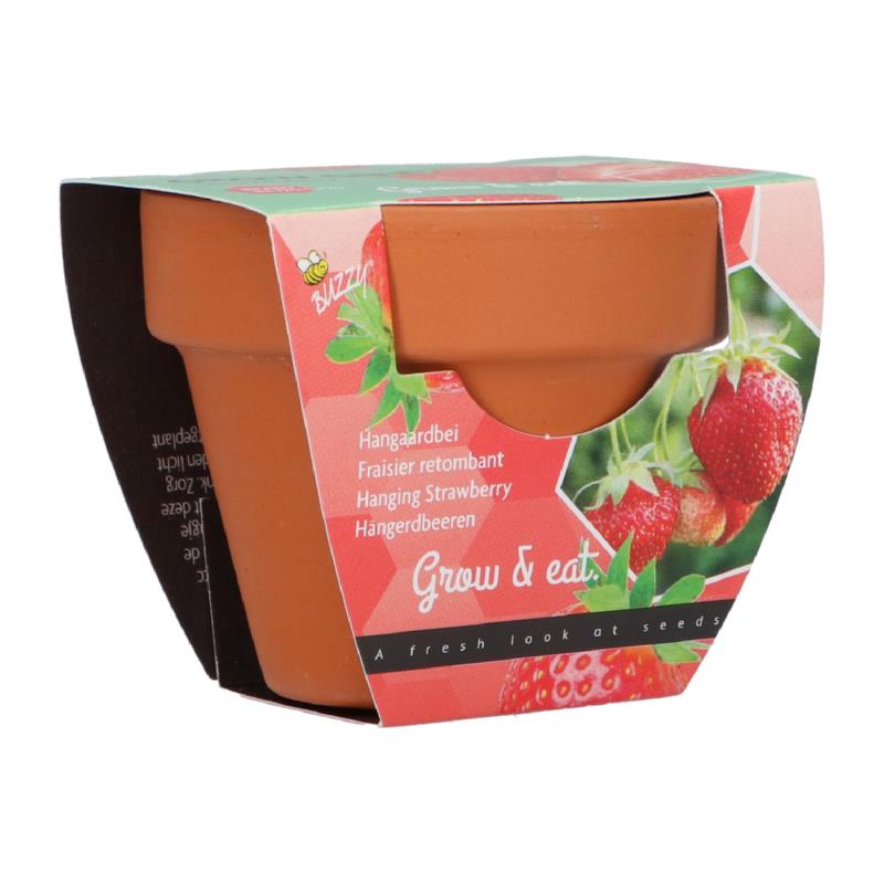 Buzzy® Grow Gifts Erdbeeren 30st. in display
