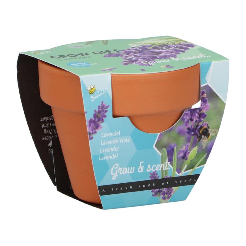Buzzy® Grow Gifts Lavender 30st. in display
