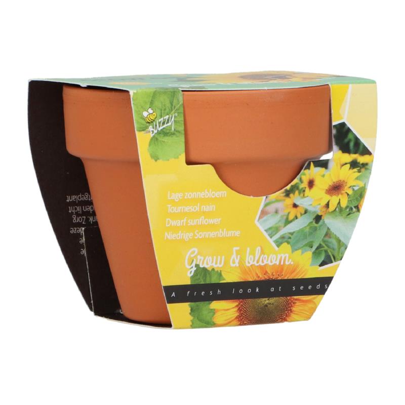 Buzzy® Grow Gifts Sunflower 30st. in display