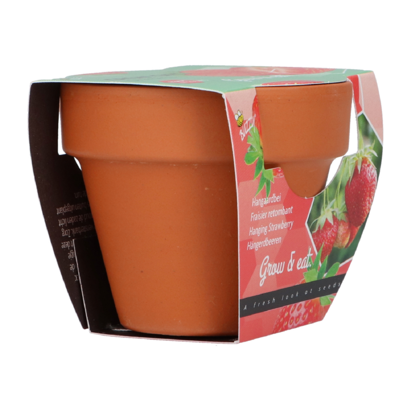 Buzzy® Grow Gifts Erdbeeren 30st. in display