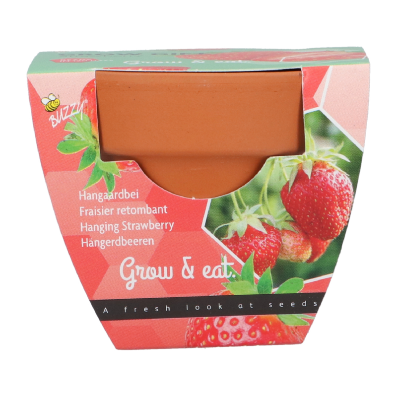 Buzzy® Grow Gifts Erdbeeren 30st. in display