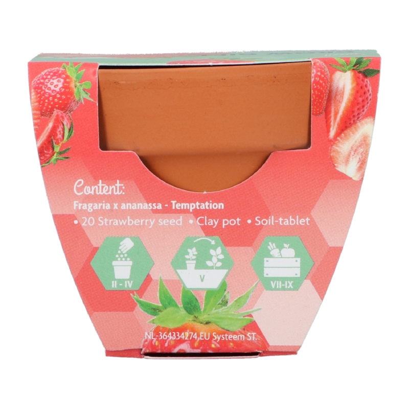 Buzzy® Grow Gifts Erdbeeren 30st. in display