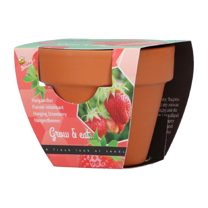 Buzzy® Grow Gifts Erdbeeren 30st. in display