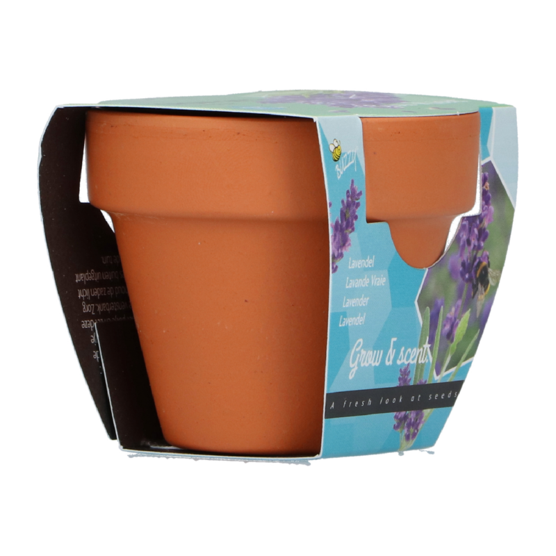Buzzy® Grow Gifts Lavendel 30st. in display