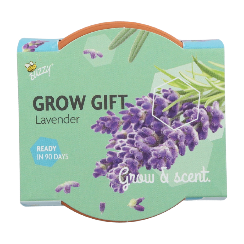 Buzzy® Grow Gifts Lavendel 30st. in display