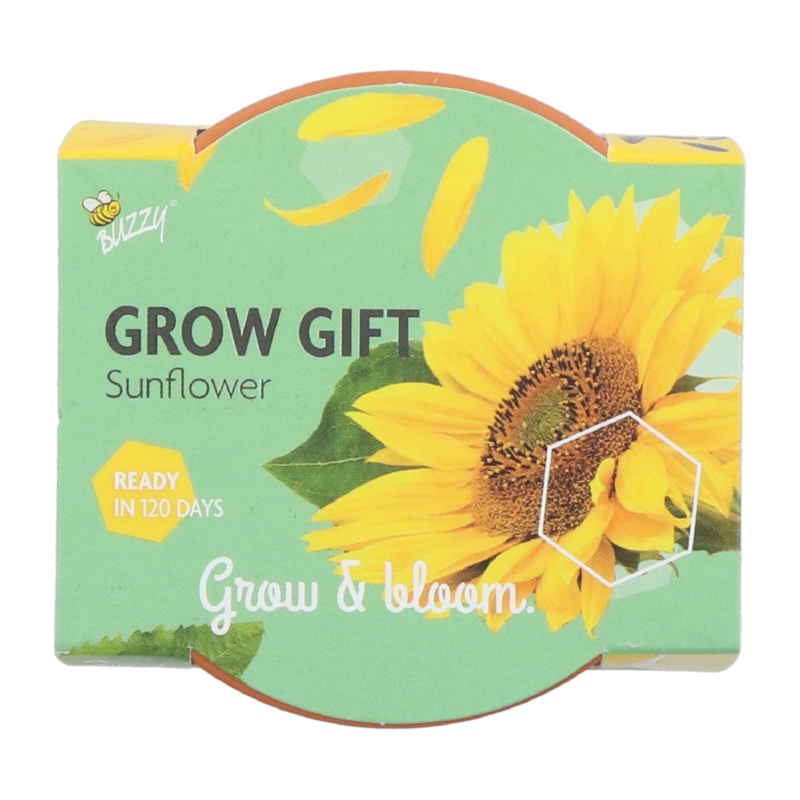 Buzzy® Grow Gifts Sonnenblume 30st. in display