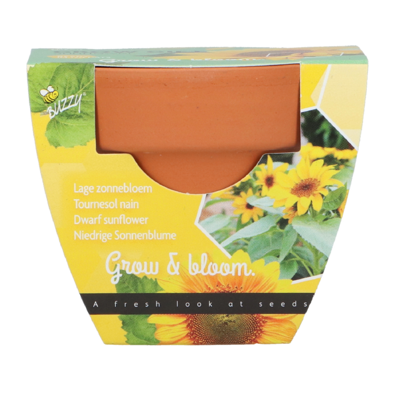 Buzzy® Grow Gifts Sonnenblume 30st. in display