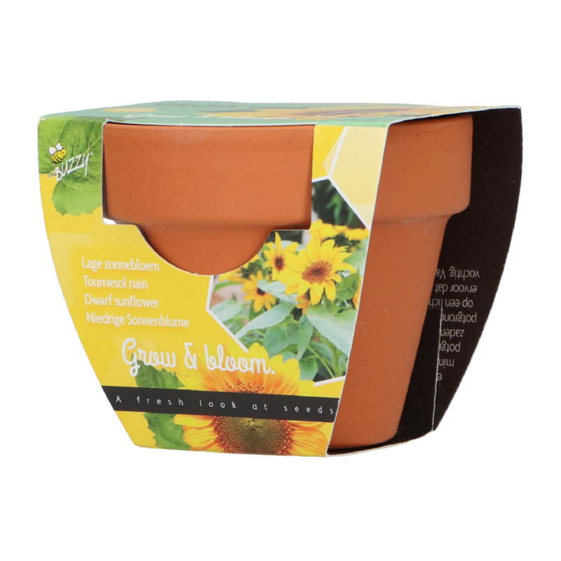 Buzzy® Grow Gifts Sonnenblume 30st. in display