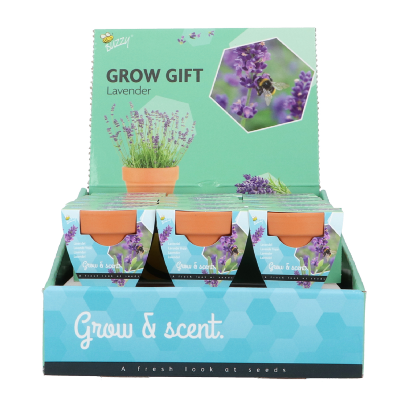 Buzzy® Grow Gifts Lavendel 30st. in display