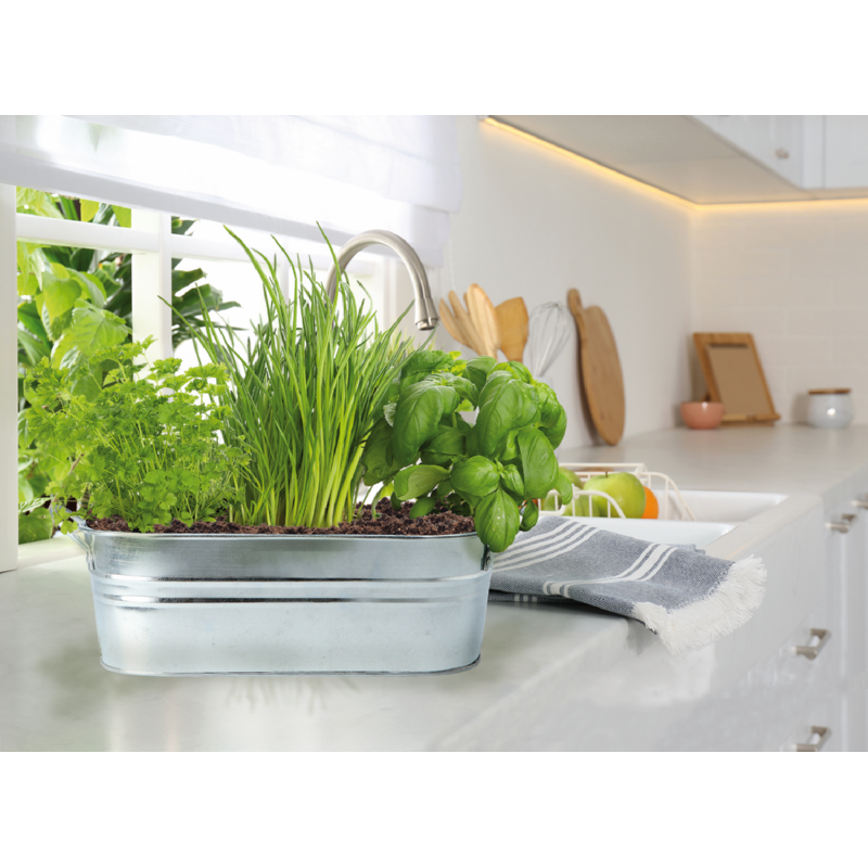 Buzzy® Zinken Wanne Small Garden Tasty kitchen herbs