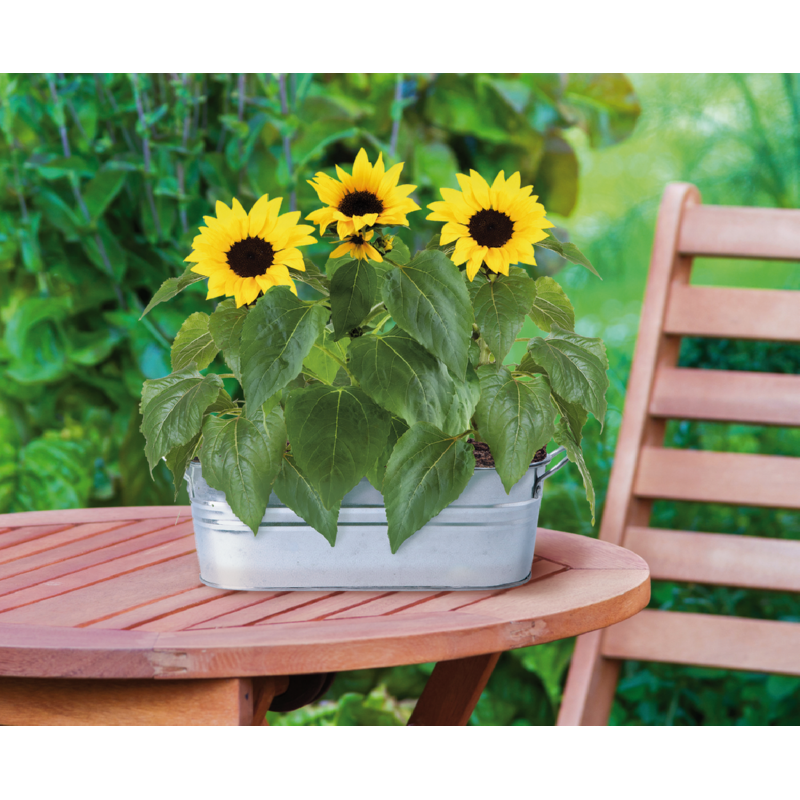 Buzzy® Jardinière en Zinc Small Garden Happy Sunflower