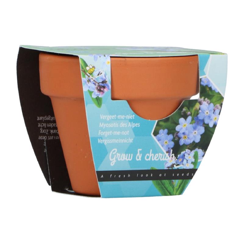 Buzzy® Grow Gifts Forget-me-not 30st. in display