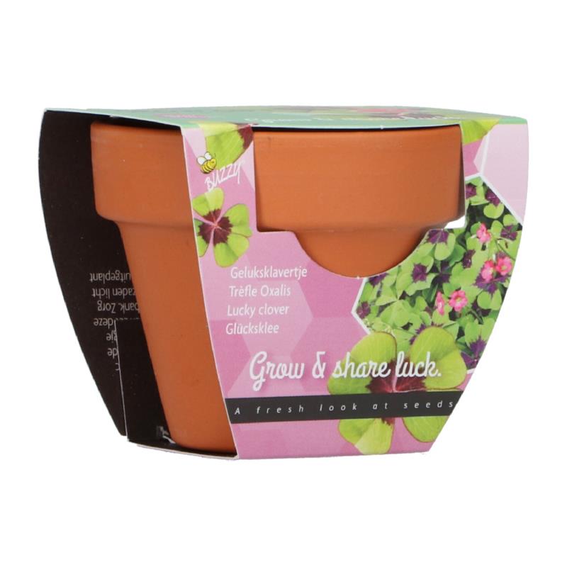 Buzzy® Grow Gifts Lucky Clover 30st. display