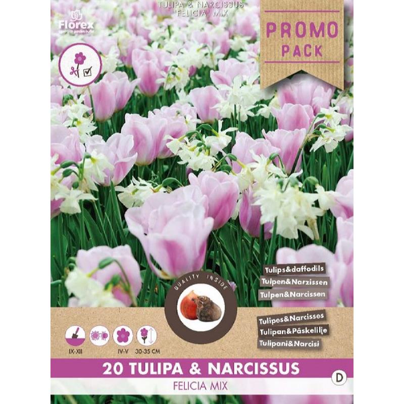 Grootverpakking Felicia mix Tulp & Narcis 20st.