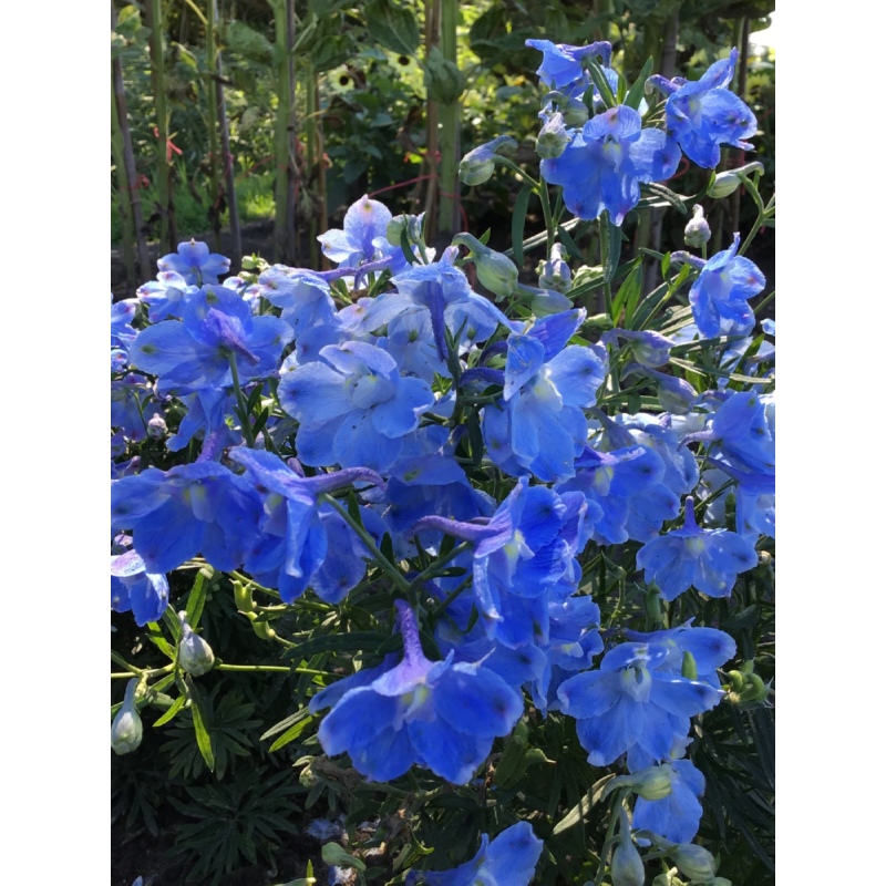 Horti Tops® Delphinium Grandiflorum 'Summer Blues'