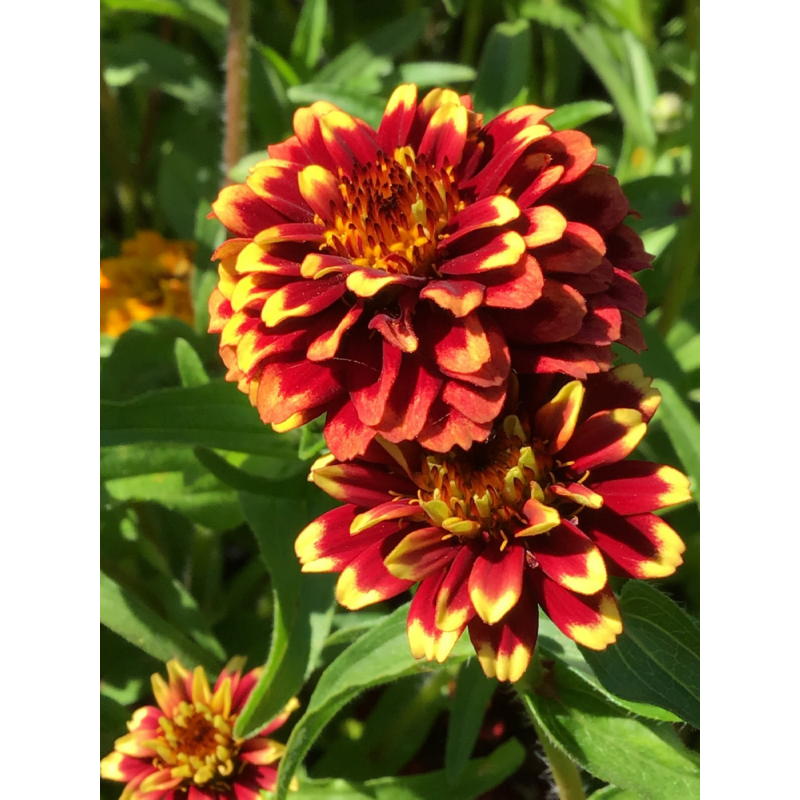 Horti Tops® Zinnia Haageana Persian Carpet Mixed