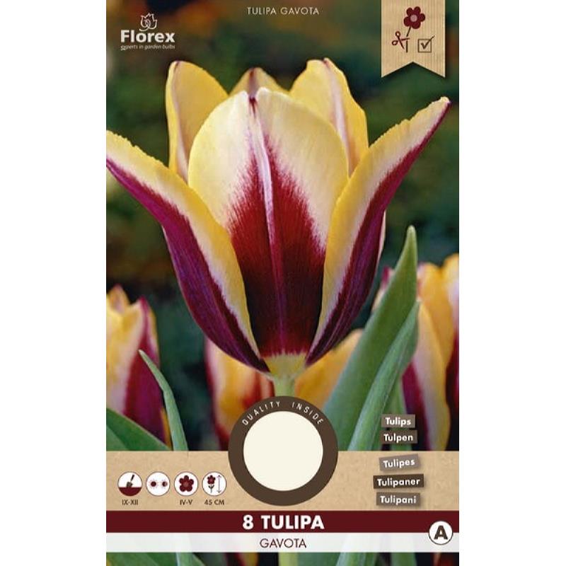 Tulip Triumph Gavota 11/12 8pcs.