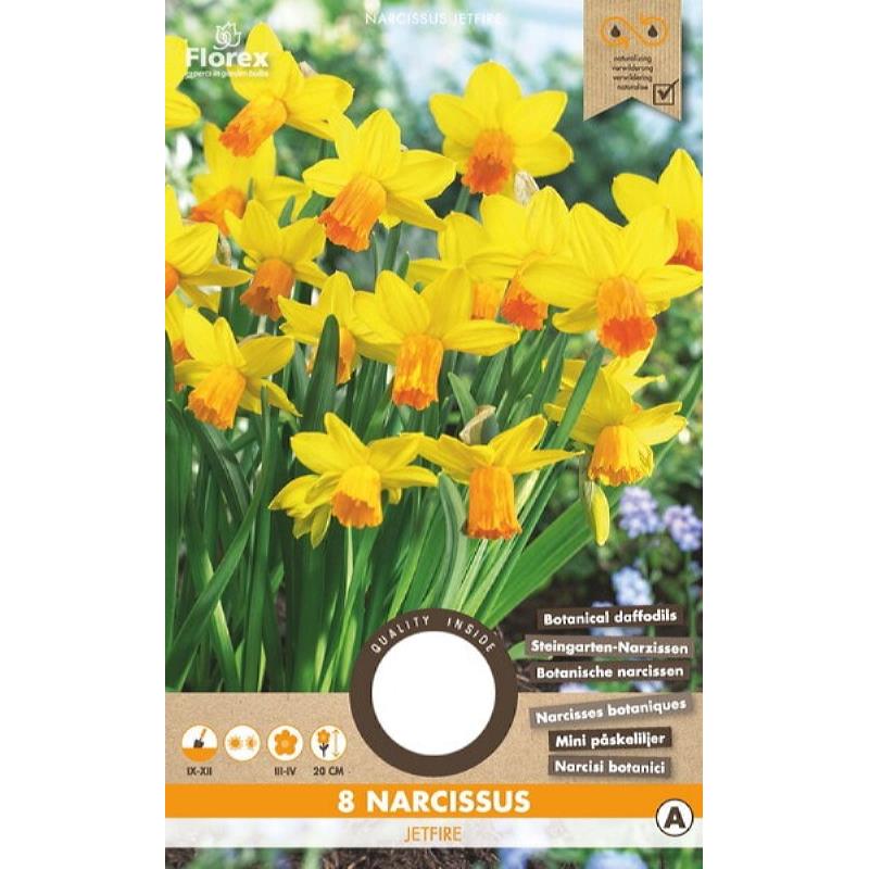 Narcis Botanisch Jetfire 10/11 8st.